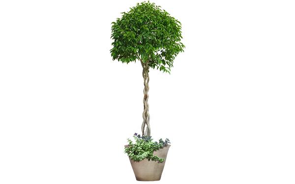 大樹(shù)綠葉盆栽