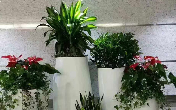 精品花卉3